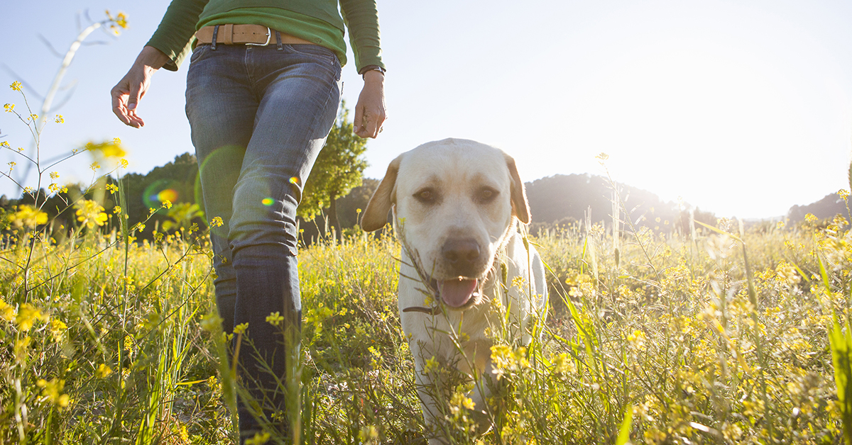 Low angle view of mature woman walking labrador retriever in sunlit wildflower meadow.